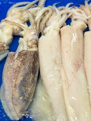 Cuttlefish and Squid