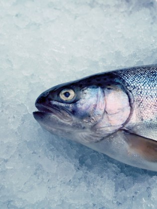 Frozen Fish