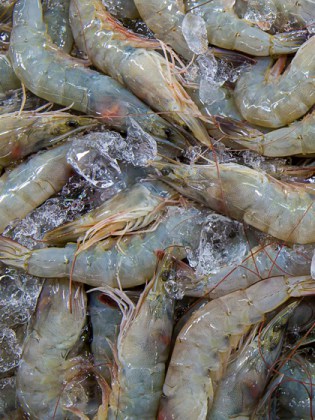 Prawns