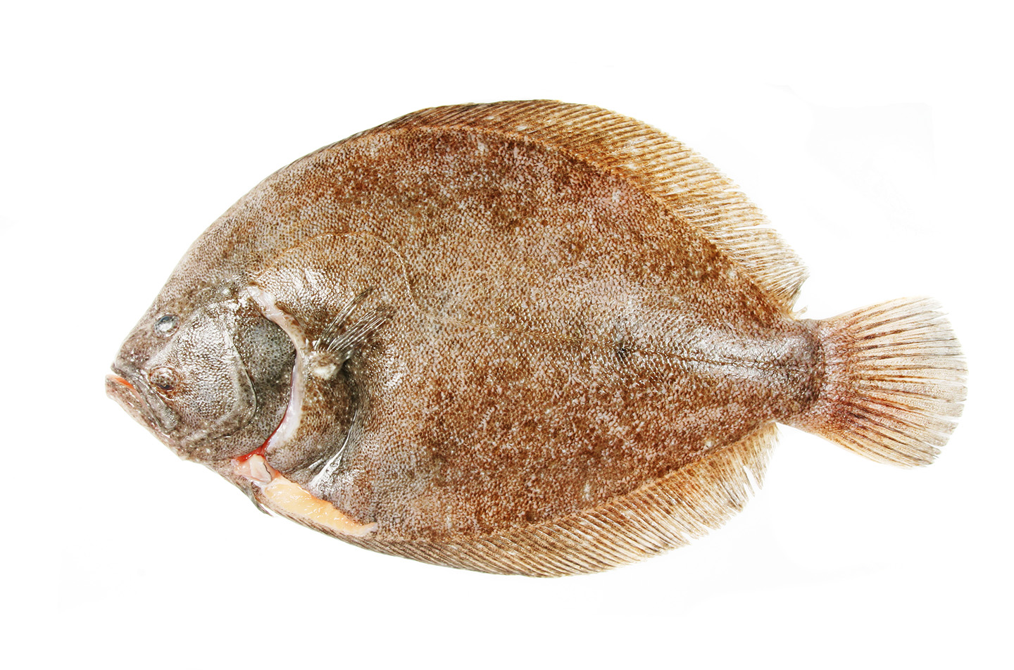 All Fresh Fish Brill Whole Large All Fresh Fish Brill Whole Large