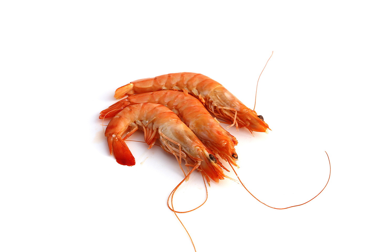 Cooked Wild Spanish Prawns Large