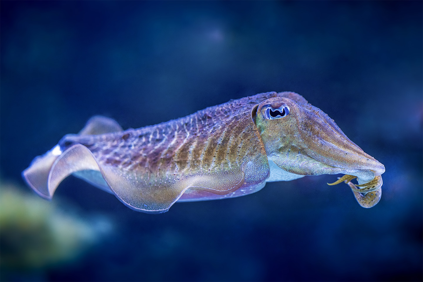 cuttle clawfish cuttle clawfish
