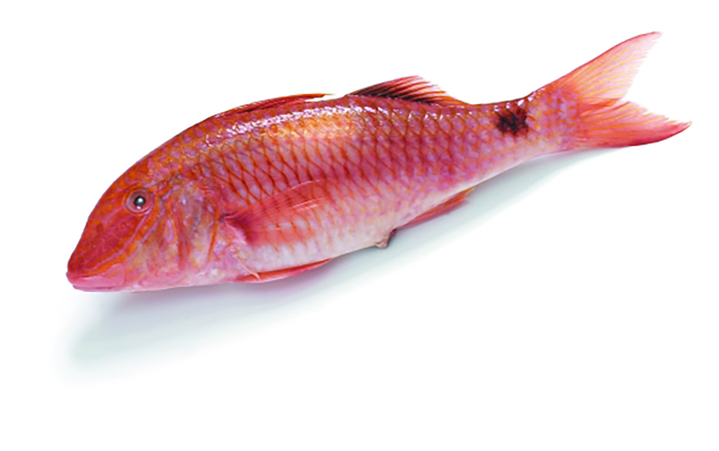 White Fish Red Mullet Whole