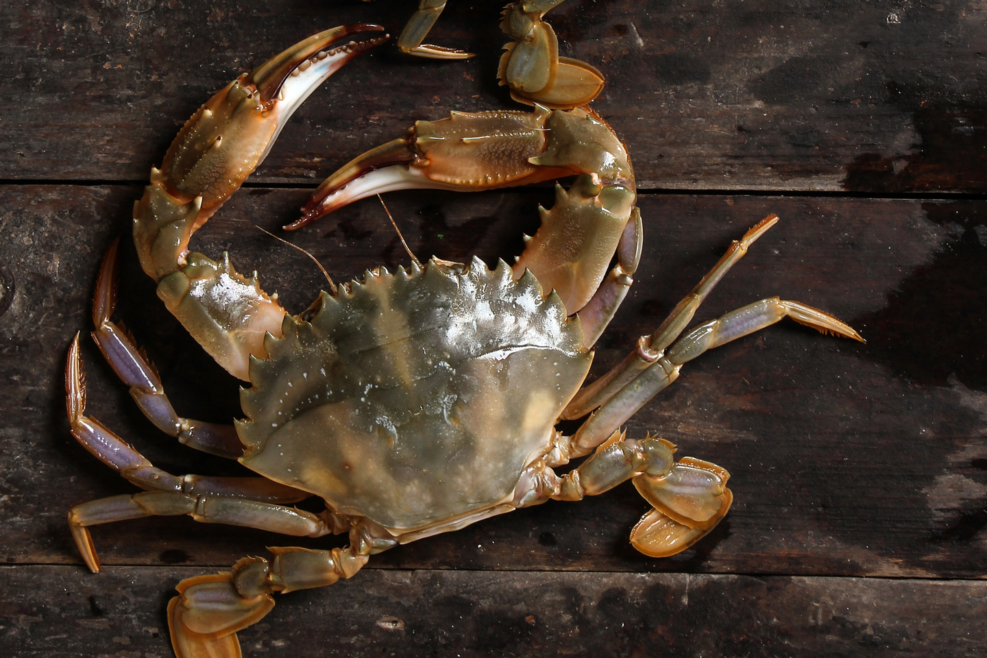 Crab