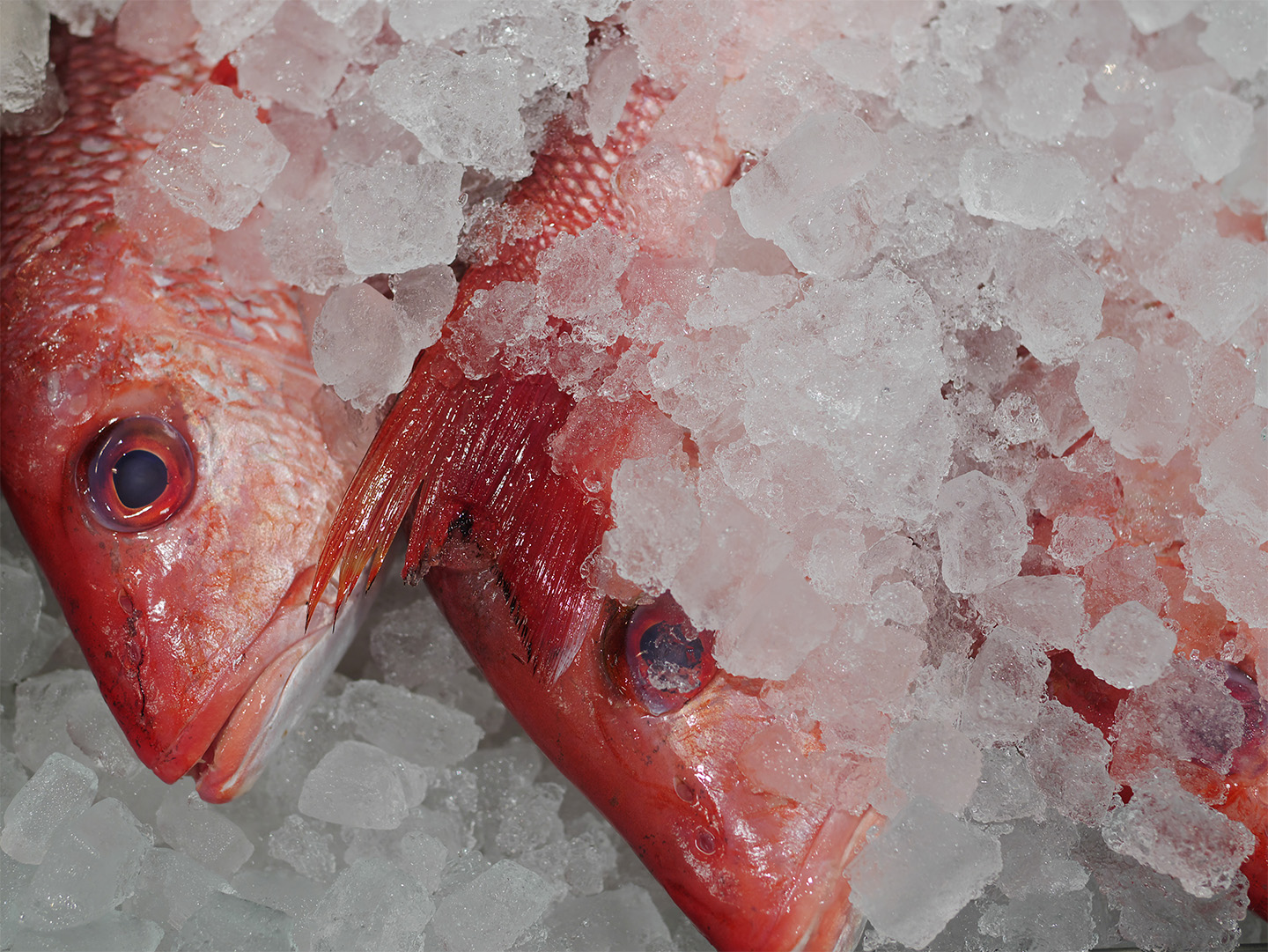 Red Snapper - Whole